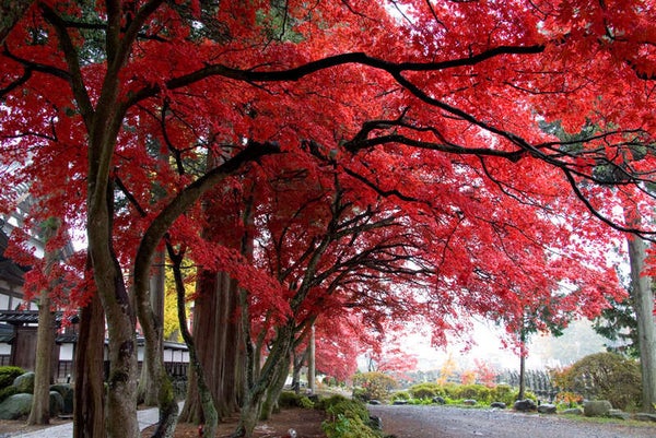 【栃木県内発】 ~絶景の信州紅葉ハイライト~ 紅葉と青の湖面「箕輪ダムもみじ湖」「長円寺」「御射鹿池」 60年に一度の火の馬年に行く!諏訪大社四社まいり 2日間3